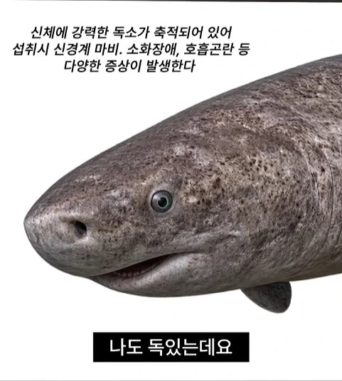 독성물질을 먹기위한 인류의 노력_13.webp
