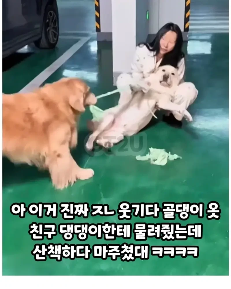 댕댕이 옷 다른 댕댕이에게 줬는데 산책 중 마주침_1.webp