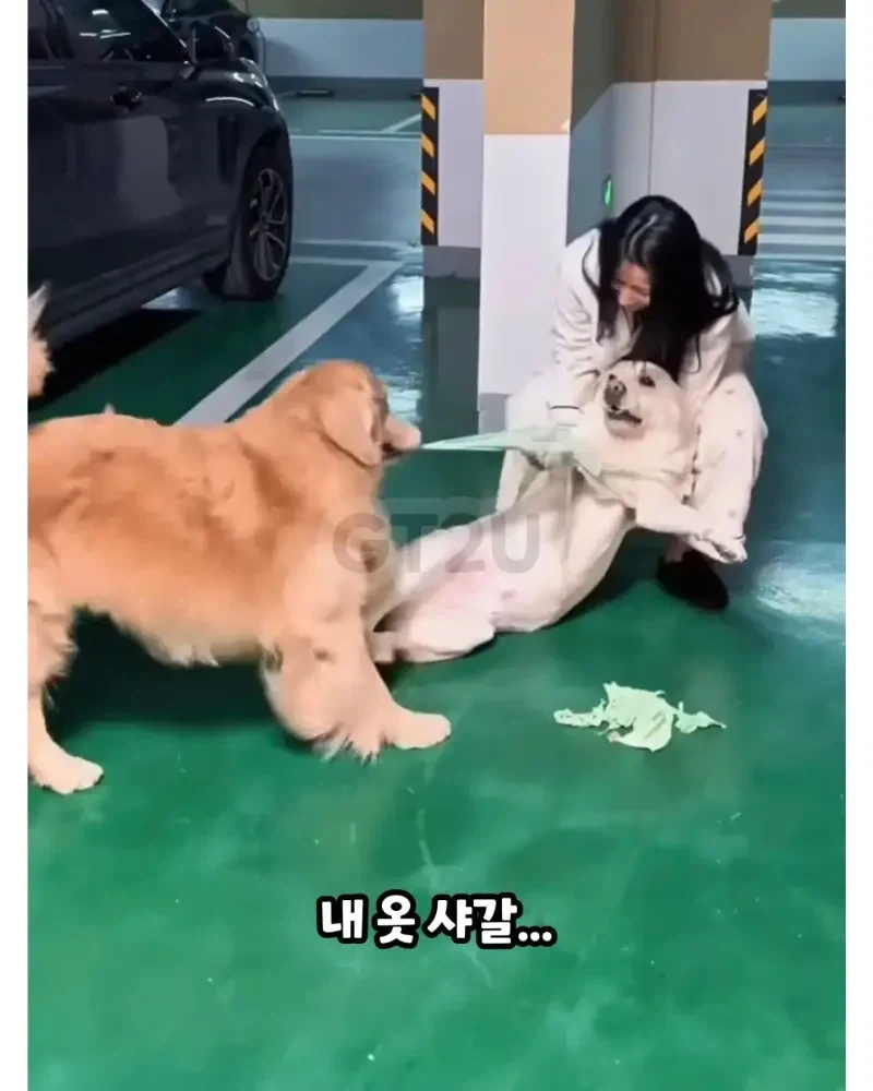 댕댕이 옷 다른 댕댕이에게 줬는데 산책 중 마주침_2.webp