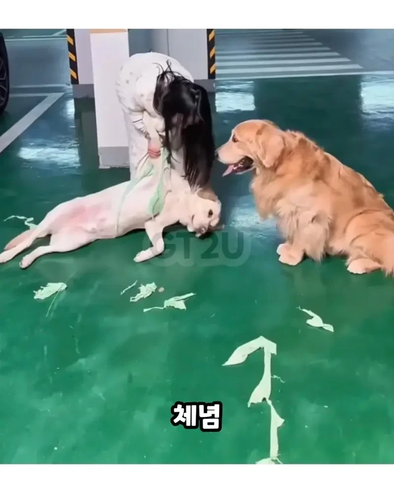 댕댕이 옷 다른 댕댕이에게 줬는데 산책 중 마주침_3.webp
