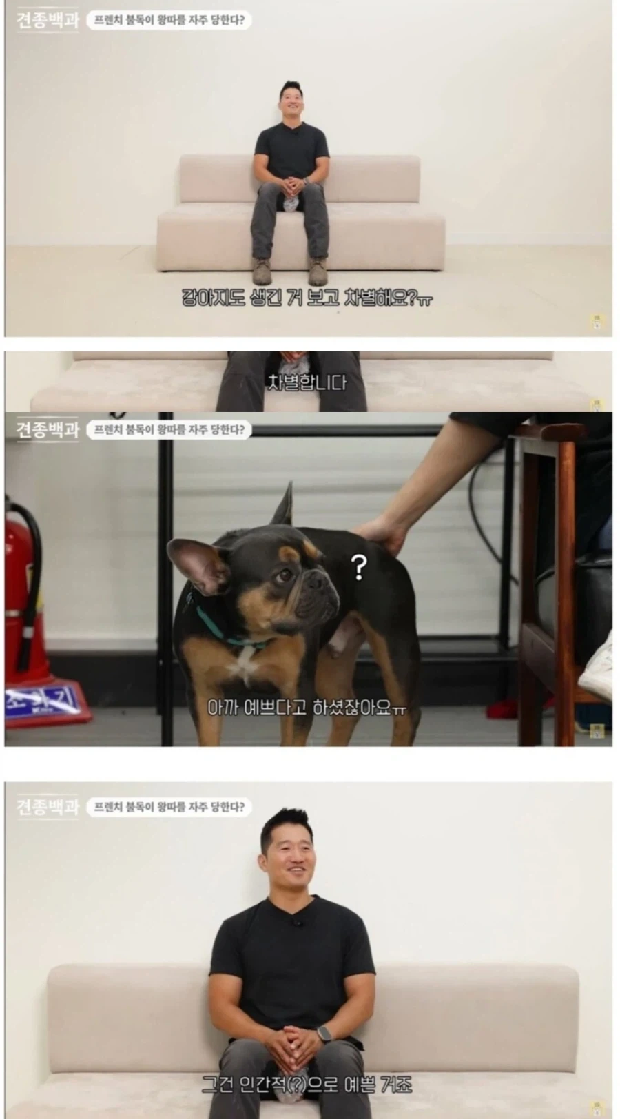개도 외모로 차별하는가.jpg_1.webp