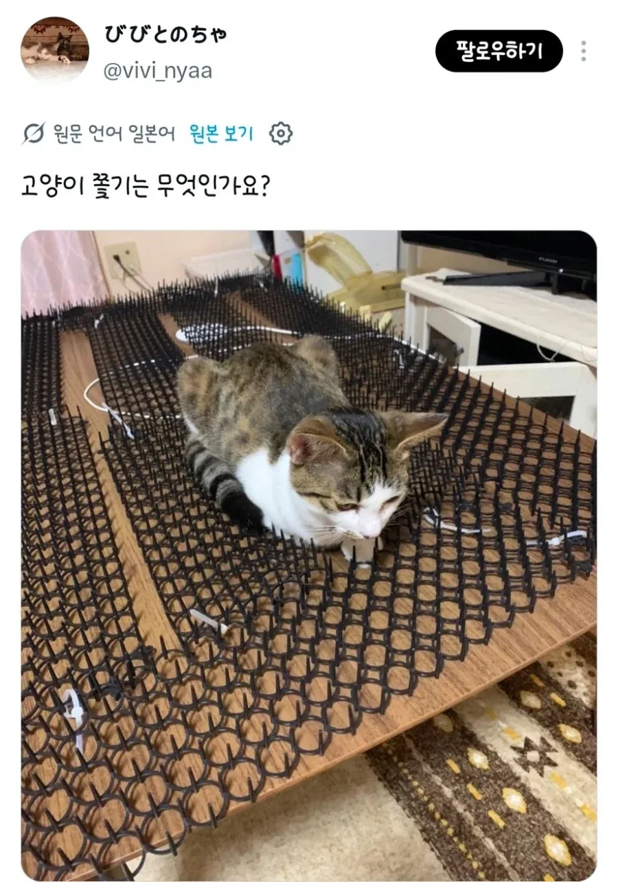 고양이가 들어가기 싫어하는 곳에는 고양이 쫓는 시트를 깔아두면 좋을거야_6.webp