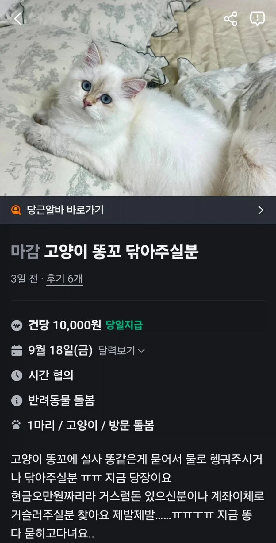 당근 알바 ㅋㅋ 고양이 0꼬 닦아주실분_1.webp