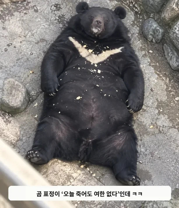 사료비 감당 못해 관람객 먹이 허용한 동물원의 최후.jpg_4.webp