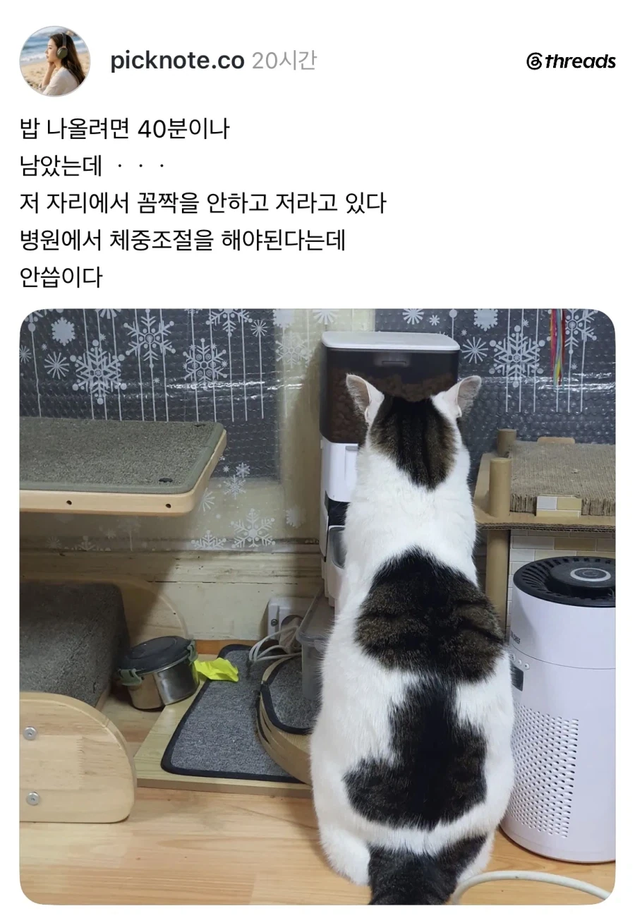 밥 나오기 40분전 고양이.jpg_1.webp