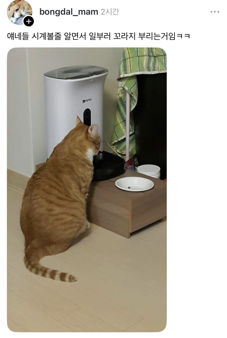 밥 나오기 40분전 고양이.jpg_2.webp