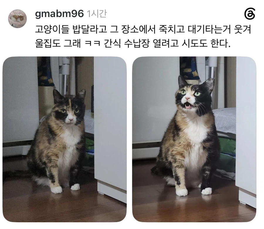 밥 나오기 40분전 고양이.jpg_4.webp