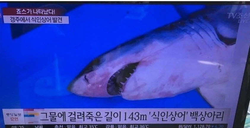 그래도 부산에 나타난 상어는 조그만해서 다행이긴함.JPG_1.webp