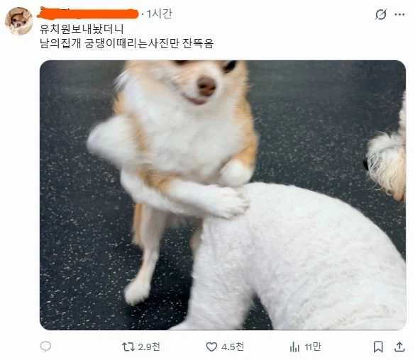 취향이 독특한 댕댕이_1.webp