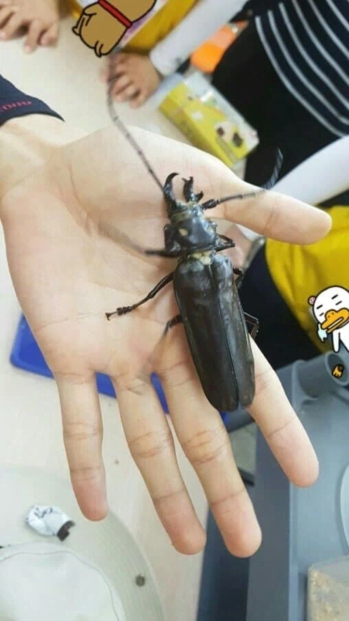 한반도에서 가장 큰 곤충_2.webp