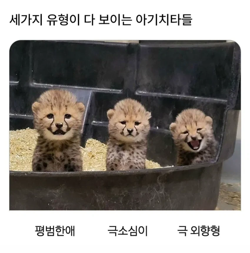 세가지 유형이 다 보이는 아기치타들.jpg_1.webp