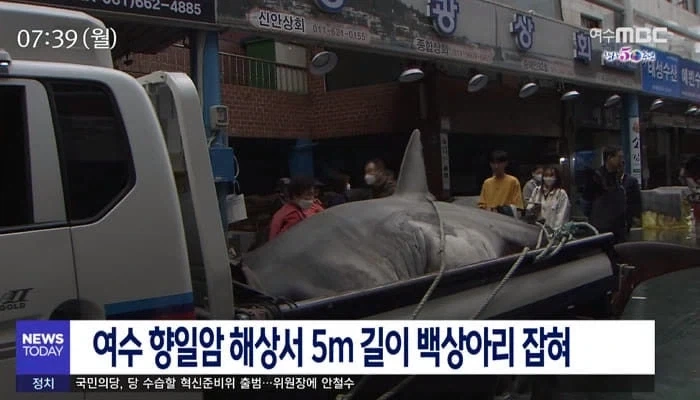 여수가 부산 상어 앞지를 방법은 쉽다._1.webp