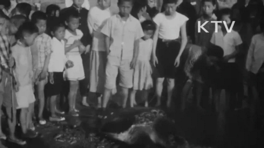 1964년 부산 해운대구에 나타난 거북이_12.webp