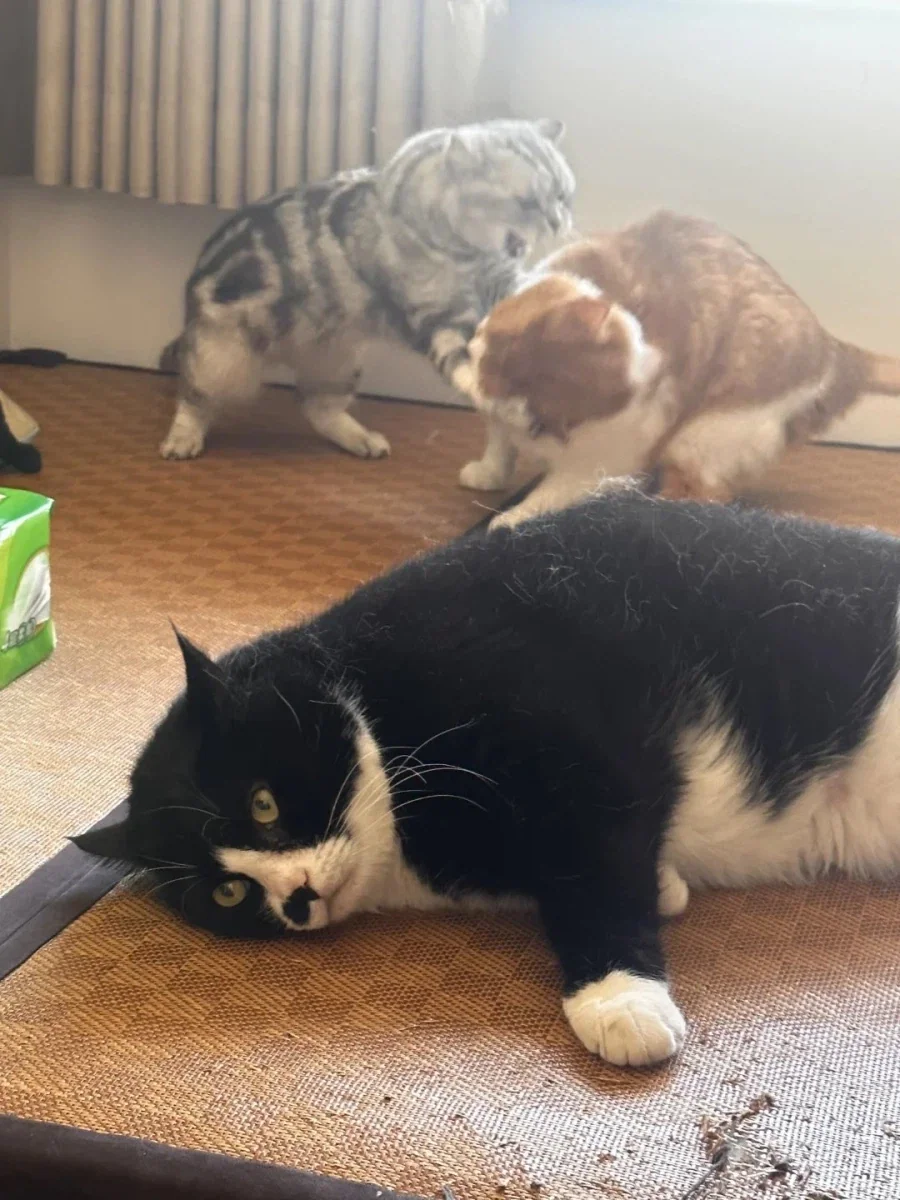 고양이: 작작 싸워라 좀... _1.webp