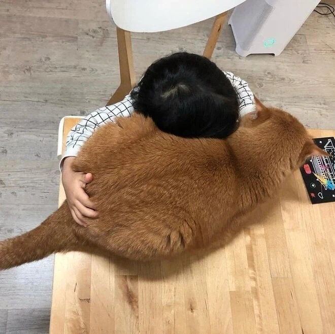 푹신한 고양이 모양 쿠션.jpg_1.webp
