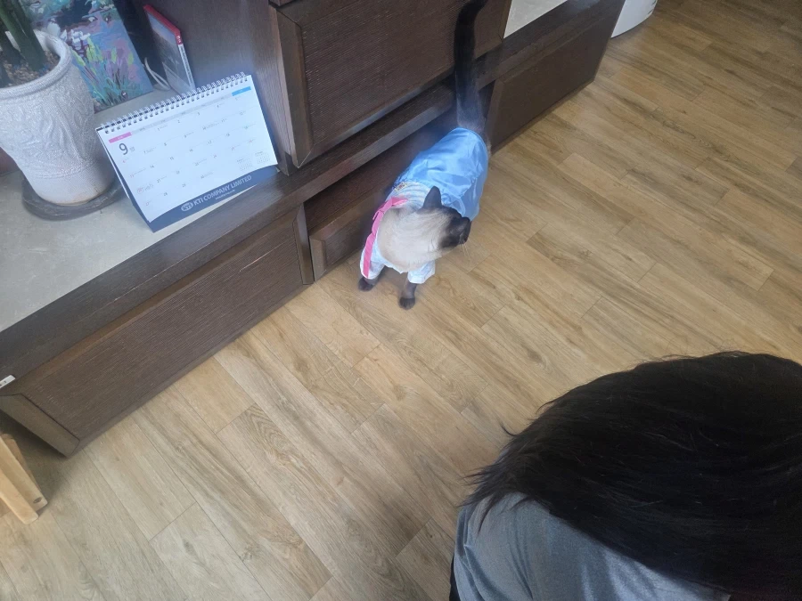 사람이 명절에 한복을 안 입으니 대신 고양이라도..._1.webp