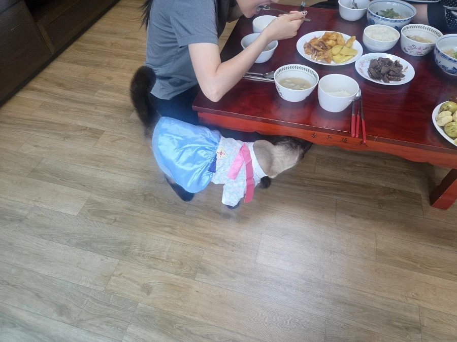사람이 명절에 한복을 안 입으니 대신 고양이라도..._2.webp