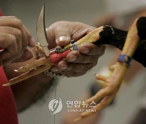 공룡이 무기를 사용하기 시작하면_2.webp