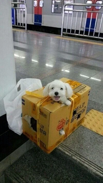 차례 지내러 가는 강아지.jpg_2.webp