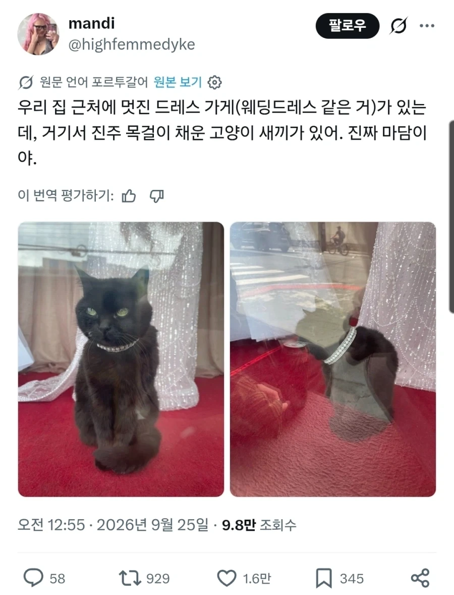 드레스 가게에서 키우는 고양이.jpg_1.webp
