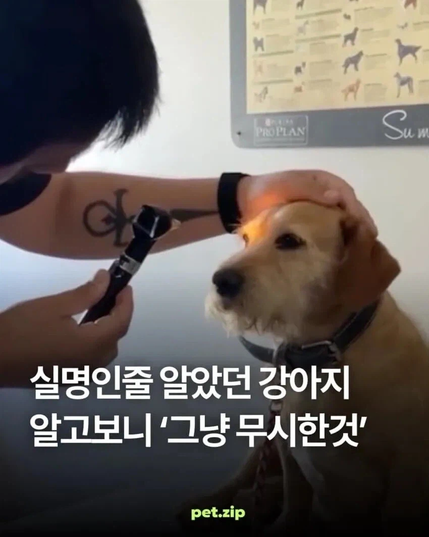 주인을 못 보는 개의 충격적인 진실_1.webp