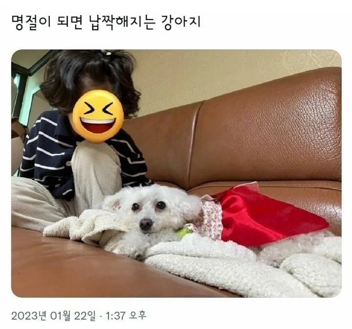 명절이 되면 납작해지는 강아지_2.webp
