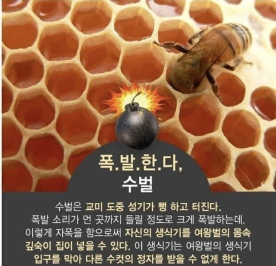 터져서 없어짐 수고하세여_1.webp