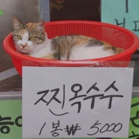 찐 옥수수 1봉 ￦5,000.jpg_1.webp