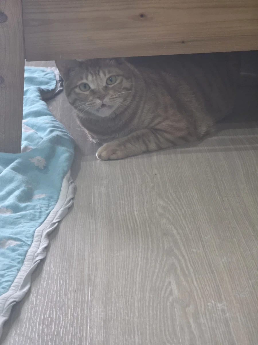 심심해서 우리 냥이들 자랑_4.webp