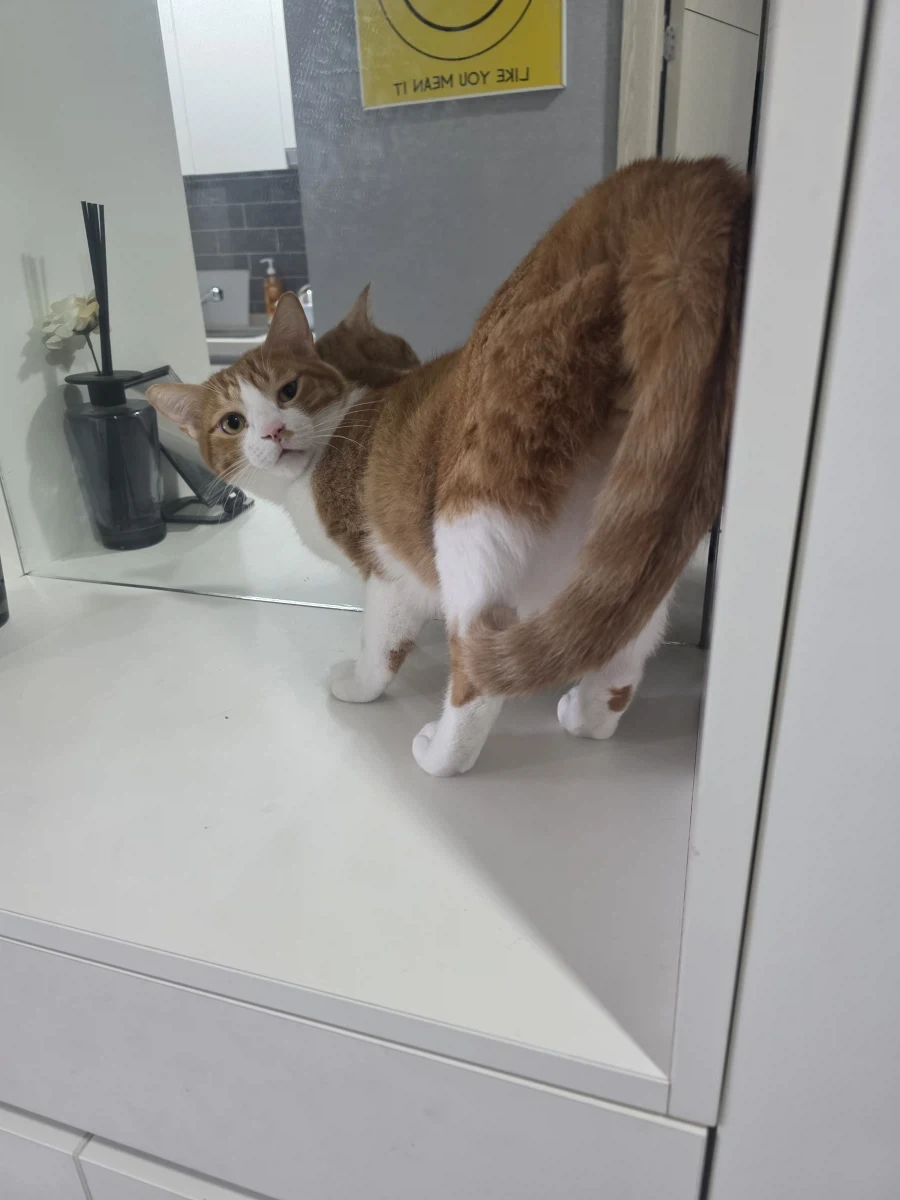 심심해서 우리 냥이들 자랑_5.webp
