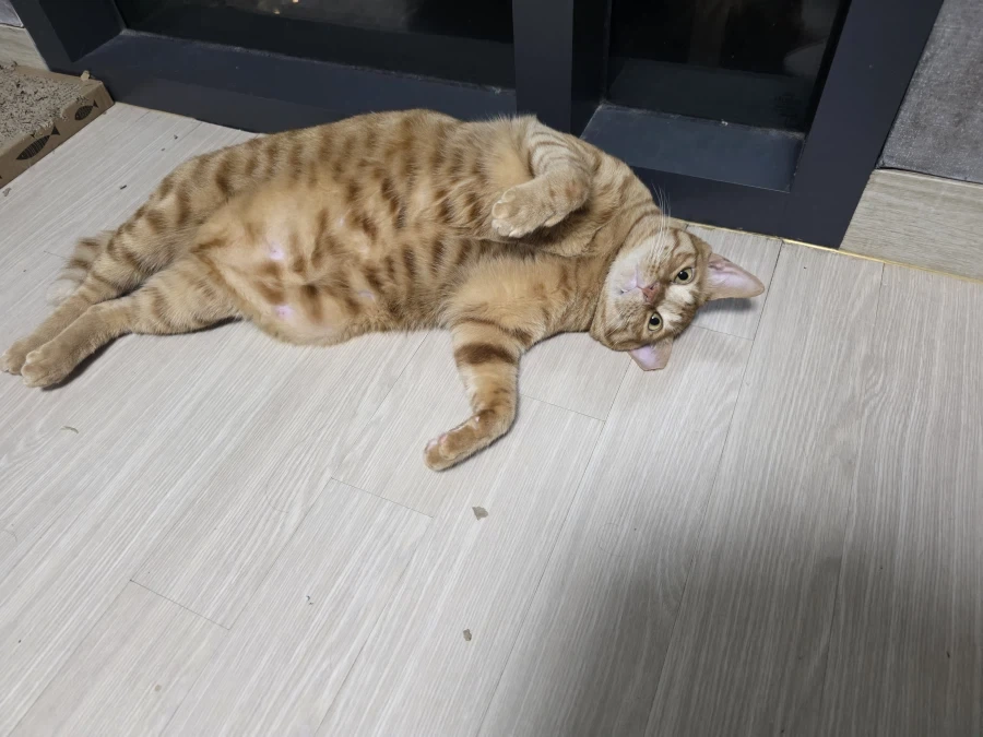 심심해서 우리 냥이들 자랑_13.webp