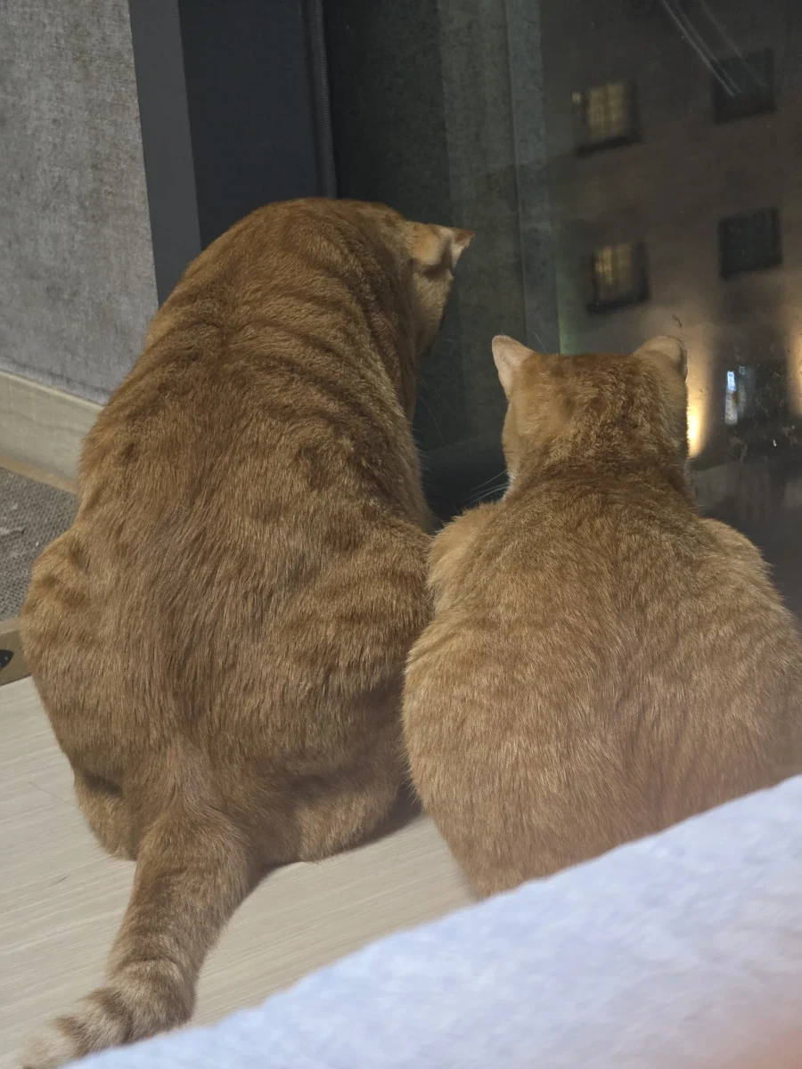 심심해서 우리 냥이들 자랑_14.webp