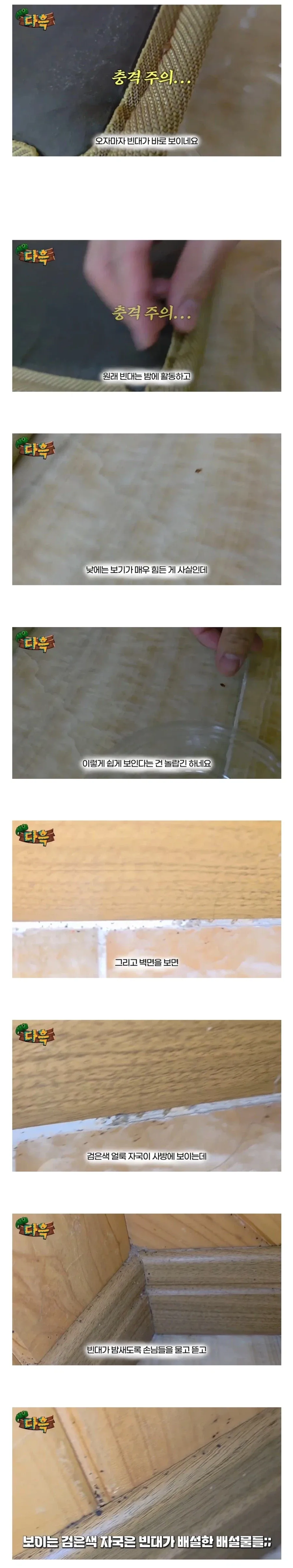 약혐) 부산 찜질방 빈대 이슈 업로드한 유튜버 다흑...jpg_1.webp