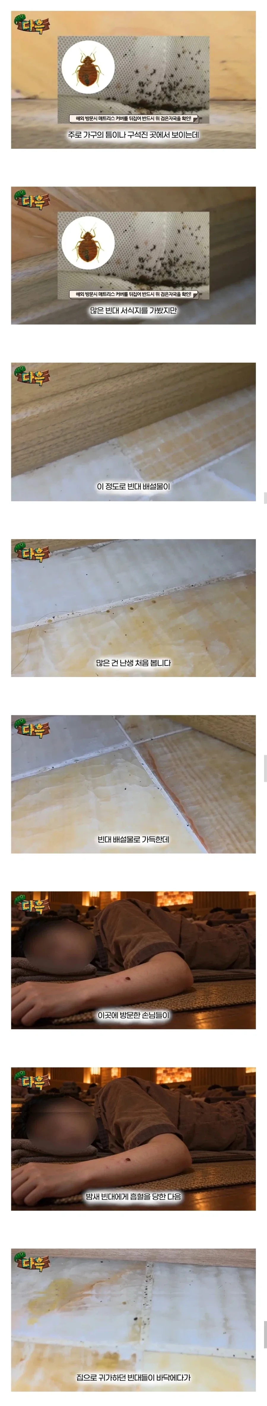 약혐) 부산 찜질방 빈대 이슈 업로드한 유튜버 다흑...jpg_2.webp