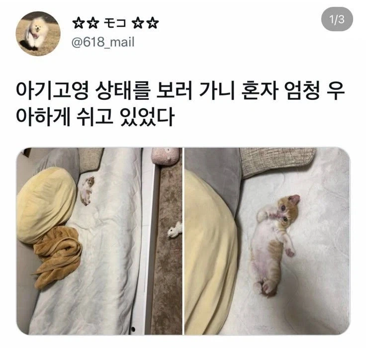 우아한 아기고양이_1.webp