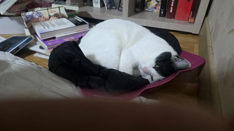 니들은 고양이 배 위에 올리지 마라_7.webp