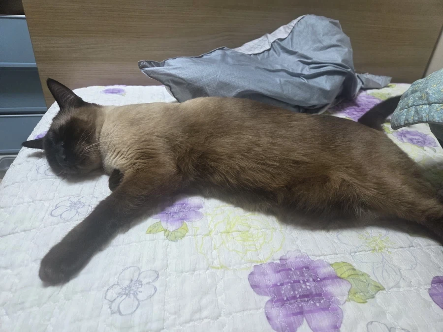 추석연휴 끝나고 집에서 뻗은 우리집 고양이_5.webp