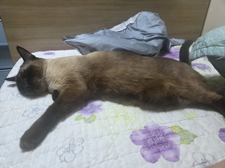 추석연휴 끝나고 집에서 뻗은 우리집 고양이_6.webp