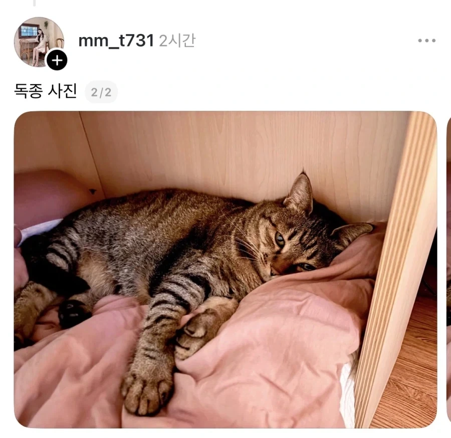 다이어트 못 시키는 독종 고양이._2.webp