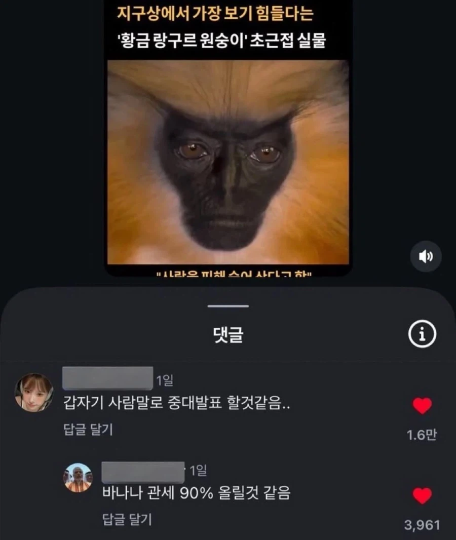 정말 특이하게 생긴 원숭이_1.webp