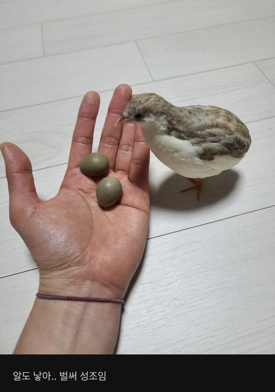 메추라기 자랑.jpg_5.webp