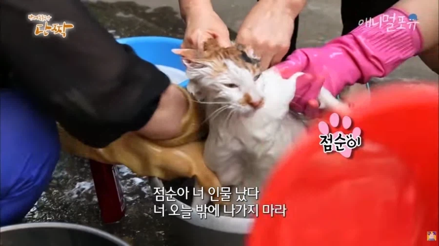 전설의 냥빨래 방송의 비하인드_2.webp