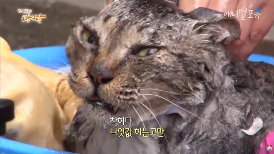 전설의 냥빨래 방송의 비하인드_4.webp