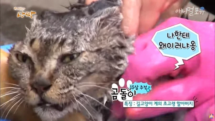 전설의 냥빨래 방송의 비하인드_5.webp