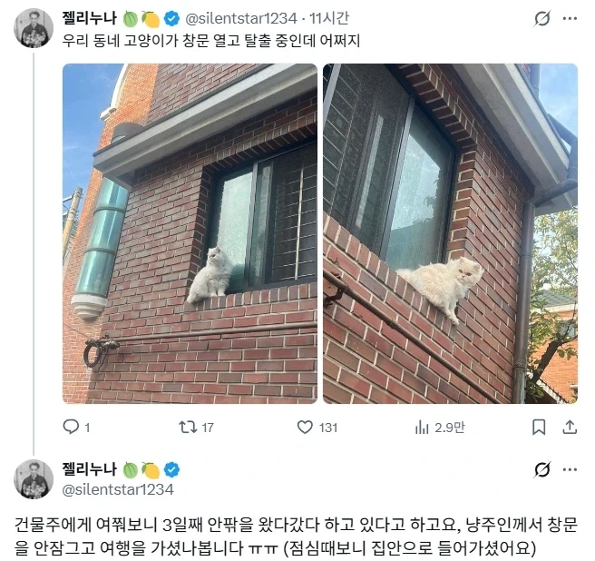 창문열고 탈출중인 고양이.jpg_1.webp