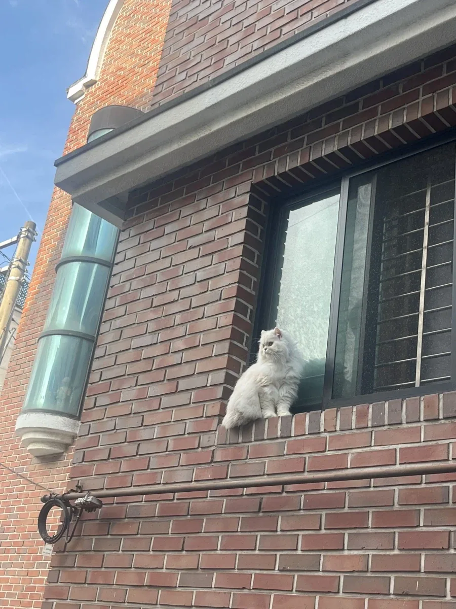 창문열고 탈출중인 고양이.jpg_2.webp