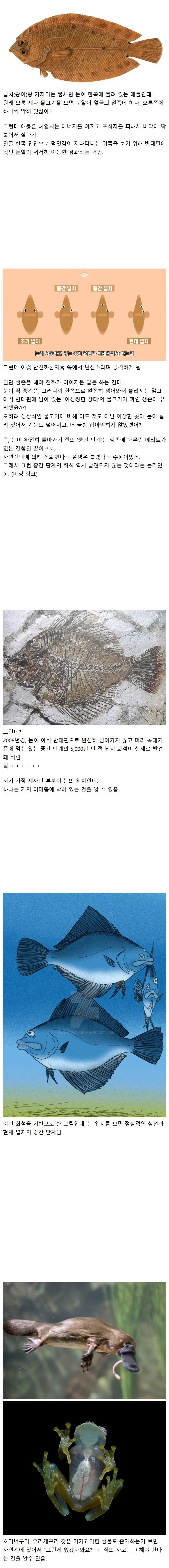 신박한 광어의 진화 방식._1.webp