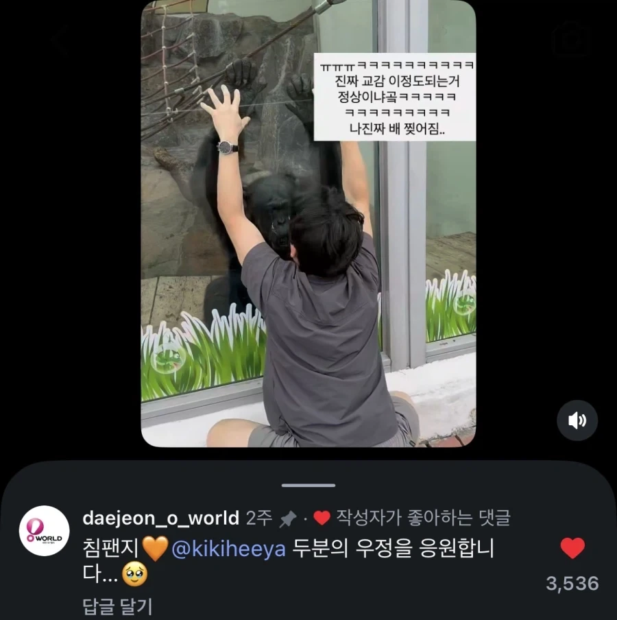 오월드 침팬지와 교감하시는 분_1.webp