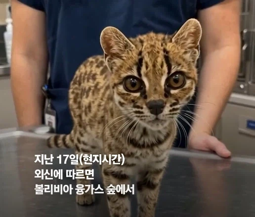 100년 만에 발견된 신종 고양이.jpg_1.webp