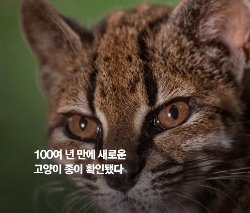 100년 만에 발견된 신종 고양이.jpg_2.webp